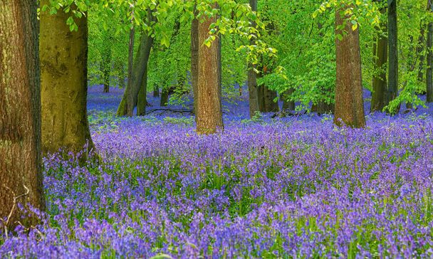 Floresta britânica cheia de flores Bluebells (Hyacinthoides) - Foto, Imagem