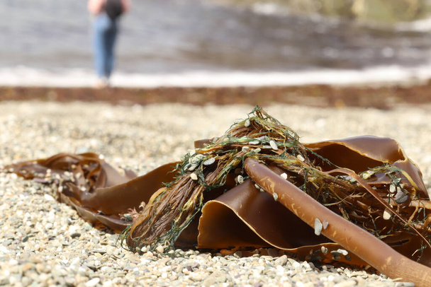 Wodorosty wyrzucone na plażę w południowej Kornwalii - Zdjęcie, obraz
