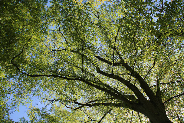 a low angle shot of green tree branches on a blue sky background - Foto, immagini