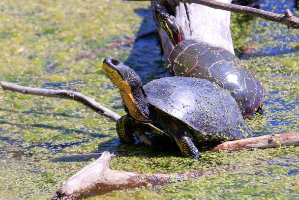 Blandings Turtle - Emydoidea blandingii, diese vom Aussterben bedrohte Schildkrötenart genießt die Wärme der Sonne auf einem umgestürzten Baum. Das umgebende Wasser spiegelt die Schildkröte, den Baum und das Laub des Sommers wider. - Foto, Bild