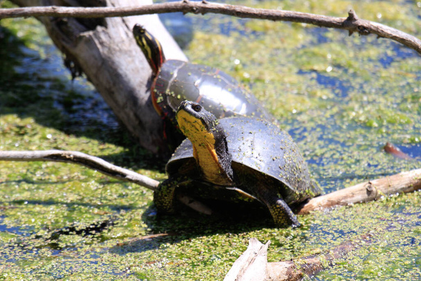 Blandings Turtle - Emydoidea blandingii, ten zagrożony gatunek żółw cieszy się ciepłem słońca na szczycie upadłego drzewa. Otaczająca woda odzwierciedla żółwia, drzewa i liści letnich. - Zdjęcie, obraz