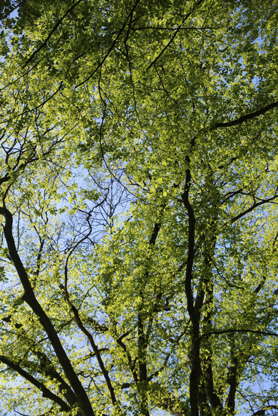 a low angle shot of green tree branches on a blue sky background - Fotografie, Obrázek