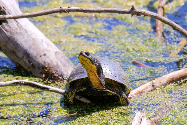 Blandings Turtle - Emydoidea blandingii, nesli tükenmekte olan bu kaplumbağa, düşen bir ağacın tepesinde güneşin sıcaklığının tadını çıkarıyor. Çevresindeki su kaplumbağa, ağaç ve yaz yapraklarını yansıtır.. - Fotoğraf, Görsel