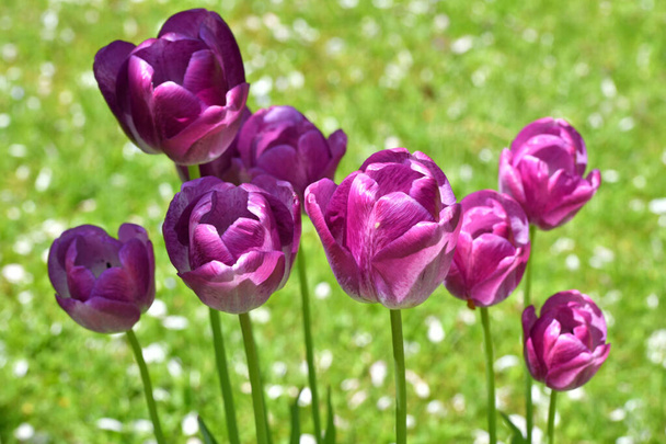 Закрыть пурпурные тюльпаны - Фото, изображение