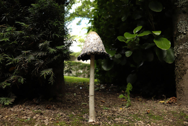 Sturdy, elegant mushroom reaching for the sky - Photo, Image