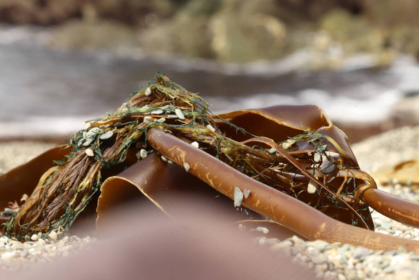 Wodorosty wyrzucone na plażę w południowej Kornwalii - Zdjęcie, obraz
