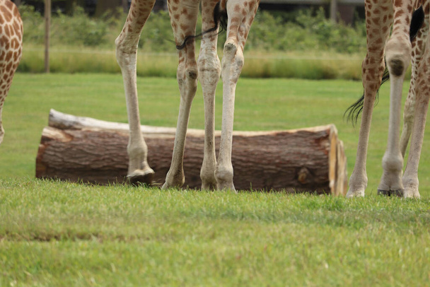 Giraffes feeding at a safari park in the UK - Photo, Image