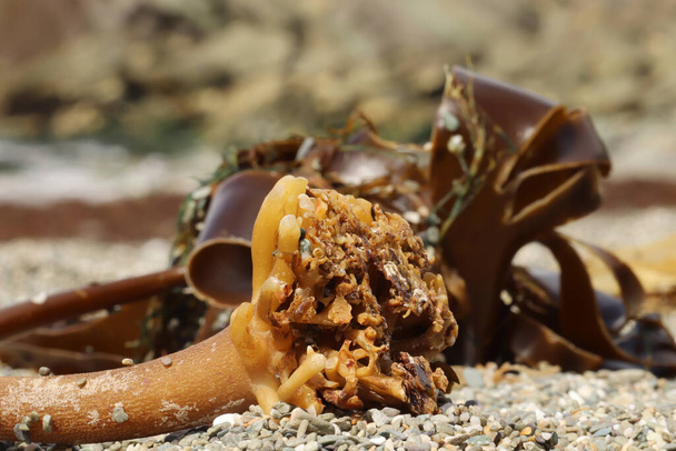 Морские водоросли выбросило на южный пляж Корнуолла - Фото, изображение