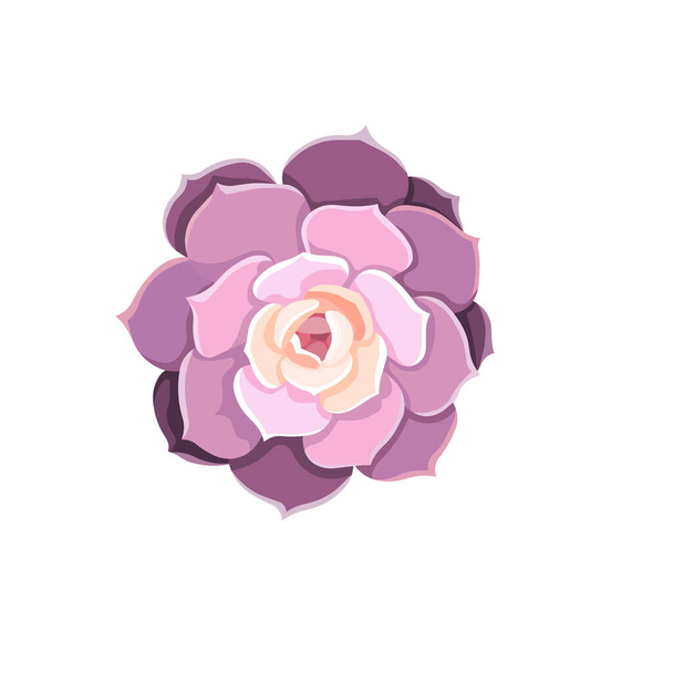Cute oil-painted potted Succulent named Echeveria Lola with purple leaves on white isolated background, Echeveria Elegance in Flat design style for prints, patterns, stickers, postcards, booklets. - Vektör, Görsel
