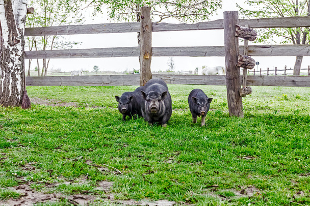 Aile Vietnamca domuz - Fotoğraf, Görsel