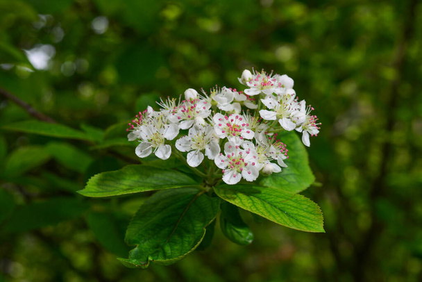 Arbusto florescendo primavera com muitas flores brancas Spirea. Também conhecido como Bridalwreath spirea. - Foto, Imagem