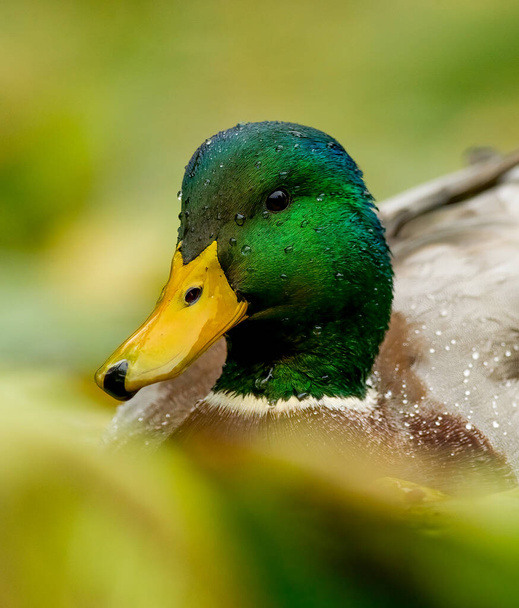 A Full Detailed Head Shot of a Mallard Duck With Nature Surroundings In Vertical Image Format - Photo, Image