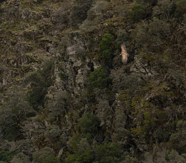 Buitre adulto volando y buscando comida en una zona con cascadas y llena de fauna y flora. - Foto, Imagen