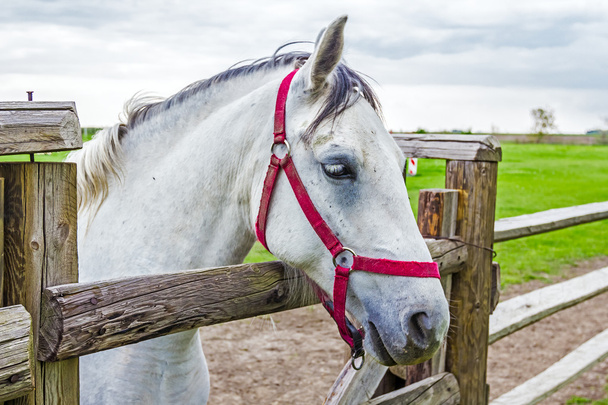 Horse in pen - Photo, Image