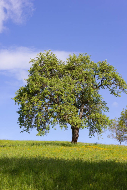 green tree under blue sky and springtime lawn colorful at german sunny countryside - Фото, зображення