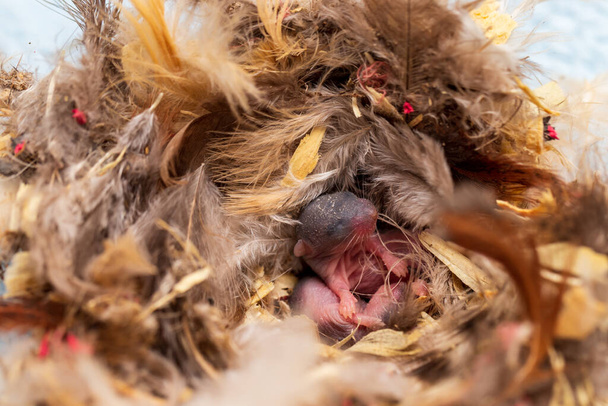 Jonge muis, Mus musculus, in nest van veren en andere materialen. - Foto, afbeelding