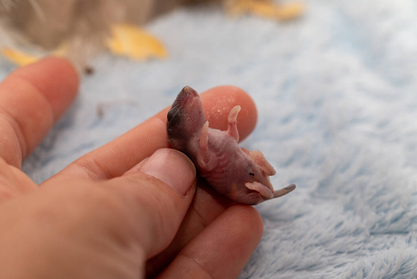 Jonge muis, minder dan een week oud, met nog gesloten ogen - Foto, afbeelding
