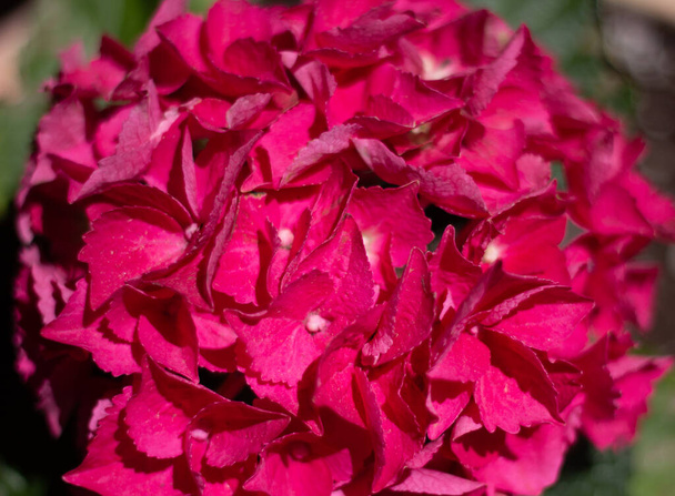 Close-up flor de hortênsia fúcsia em um jardim - Foto, Imagem