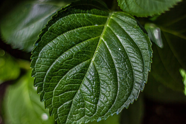 Primer plano de la hoja de hortensia verde oscuro con textura - Foto, Imagen