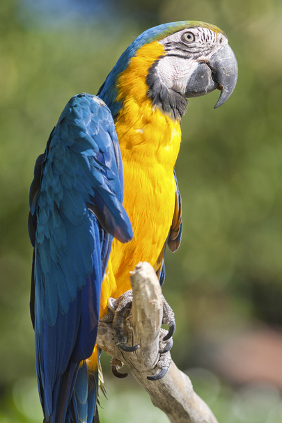 Papagei auf seinem Barsch - Foto, Bild