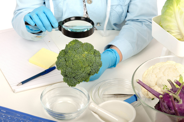 Hands inspecting broccoli in phytocontrol laboratory - Foto, Bild