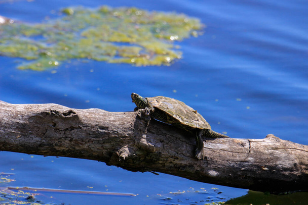 Northern Map turtle basking in Ontario Canada. A tartaruga-do-norte é uma preocupação especial em Ontário devido à perda de habitat. - Foto, Imagem