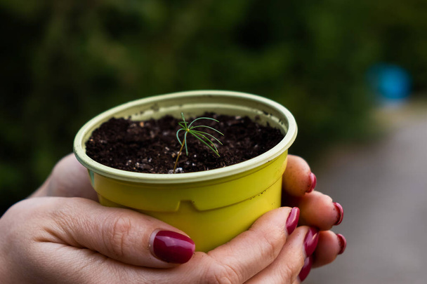 Close-up of womans hands with coniferous sprout. The woman is holding a pot with a small tree - Photo, image