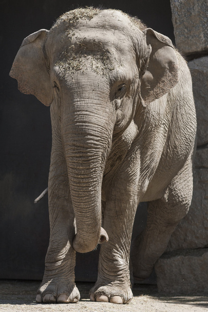 Éléphant au zoo - Photo, image