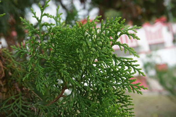 Schafeichen (Casuarinaceae, Allocasuarina) mit natürlichem Hintergrund - Foto, Bild