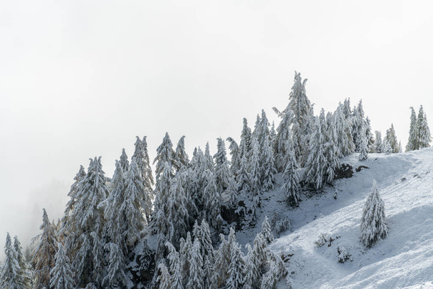 Вид на лес, покрытый свежим снегом и облаками возле Алеч Арены. Швейцария осенью - Фото, изображение