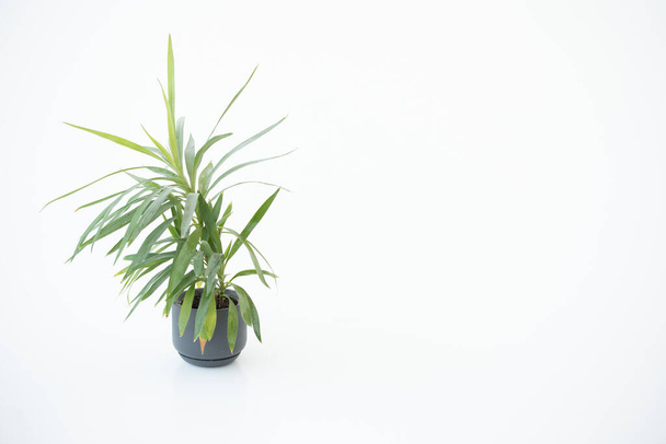 A vase with a houseplant. Greening concept hotel room fresh interior. - Fotografie, Obrázek