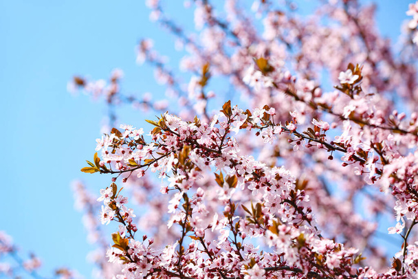 Beautiful blossoming tree branches on sky background, closeup - Photo, Image