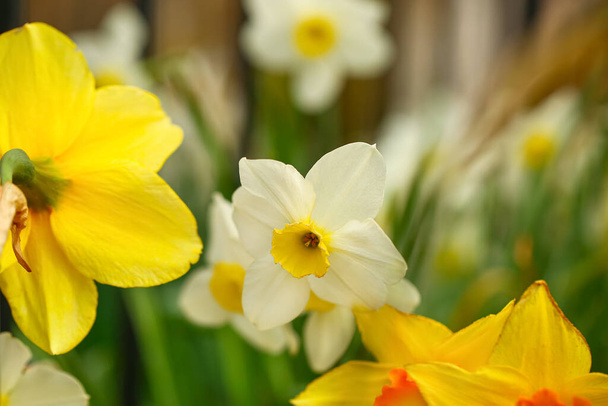 Belles fleurs narcisses dans le jardin, gros plan - Photo, image