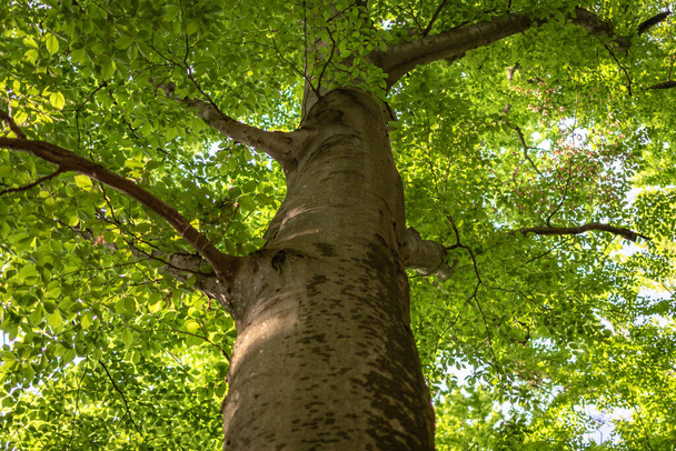 Bahar Ormanı 'ndaki Avrupa kayın ağacı - Fotoğraf, Görsel