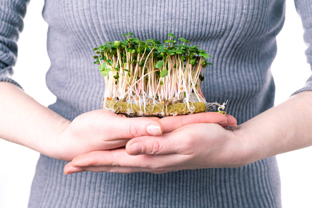 A woman in a gray T-shirt holds a microgreen of a radish on a growing substrate in her palms. Delivery and cultivation of microgreens, healthy organic food. - Foto, Imagem