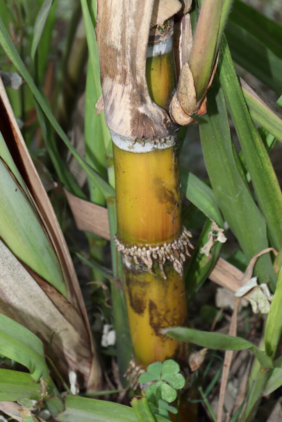 gelb gefärbtes leckeres und gesundes Zuckerrohr auf dem Bauernhof - Foto, Bild