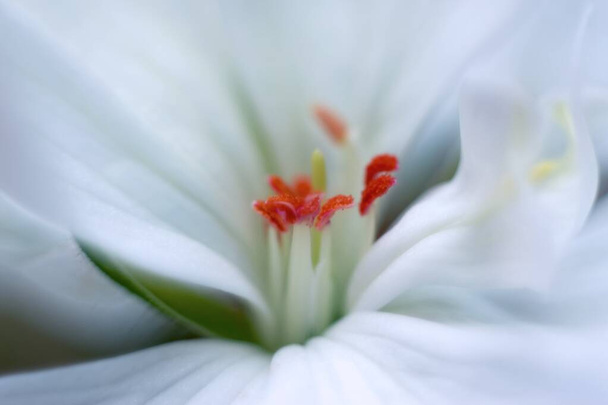A close up of a flower - Photo, Image