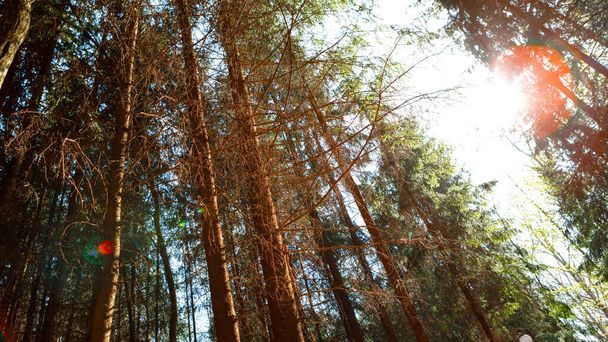 Forest trees. nature green wood sunlight background - Photo, Image