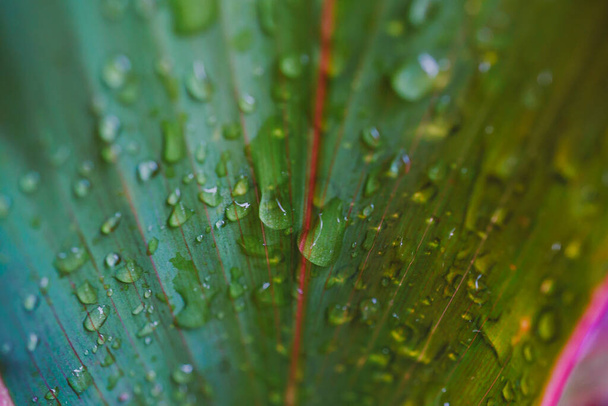 Image of water drop on green leaves after rain - Photo, Image