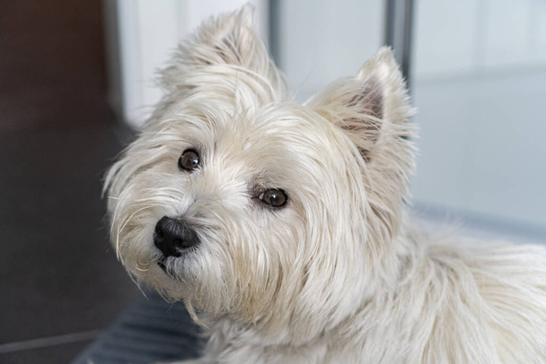 Cute West Highland White Terrier guarda la fotocamera - Foto, immagini