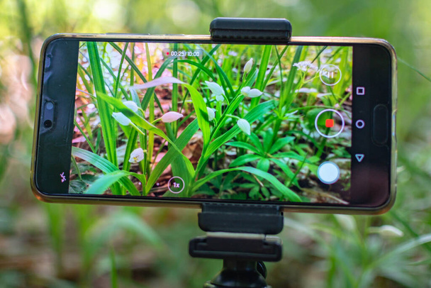 Shooting forest orchid with a smartphone in the forest - Photo, Image