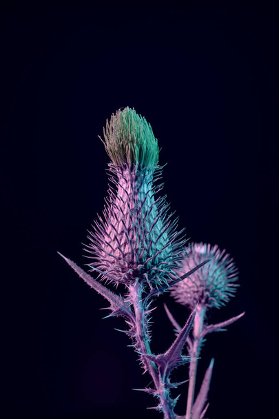 Close up Beautiful flower burdock in neon light on a black. Minimalism retro style concept. 80s. Background pattern for design. Macro photography view. - Φωτογραφία, εικόνα