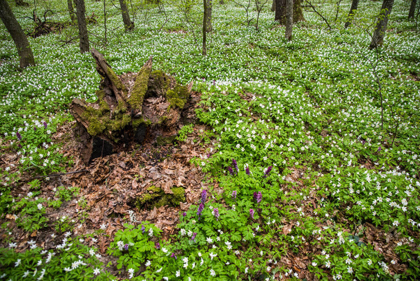 Blooming white anemones, spring flowers in the forest among the trees - Anemone nemorosa - Photo, Image