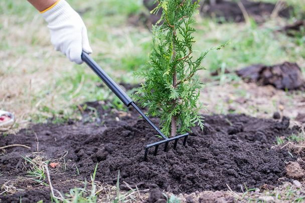 Gardener to rake the land near thuja Brabant. - Foto, Imagen