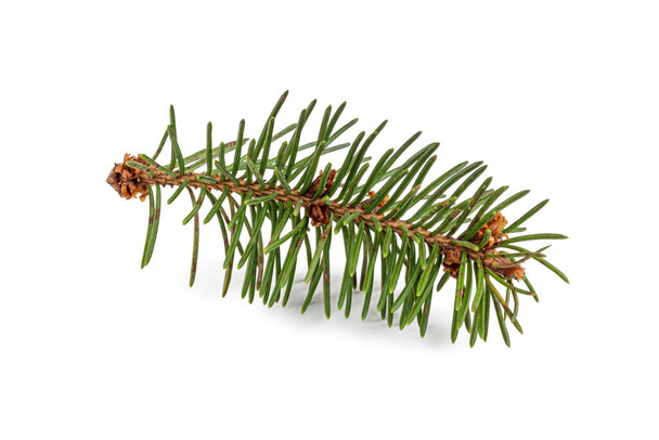 Small spruce branch with green needles and brown buds, isolated on a white background - Photo, Image