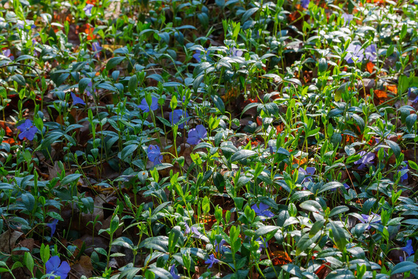 Florescimento de vinca selvagem entre a folhagem do ano passado, coberto com gotas de orvalho da manhã na floresta da primavera - Foto, Imagem