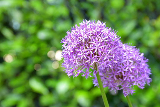 A fokhagymavirág rövid életet él, minden évben egyszer virágzik, és szépsége csak néhány napig tart. - Fotó, kép