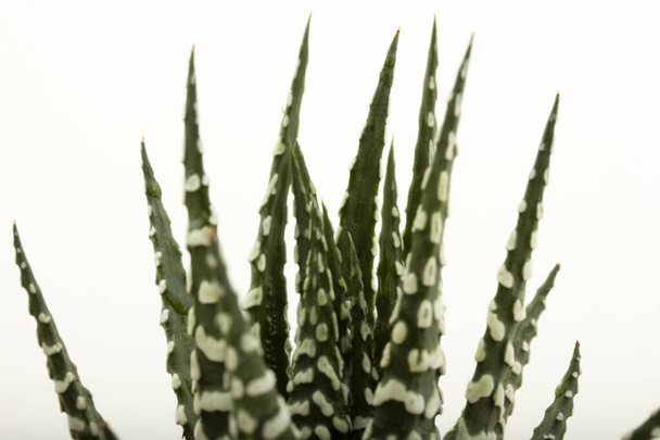 primer plano de pétalos de flores de cactus - Foto, Imagen