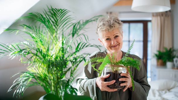 Happy senior woman looking after potted plants at home, looking at camera. - Foto, afbeelding