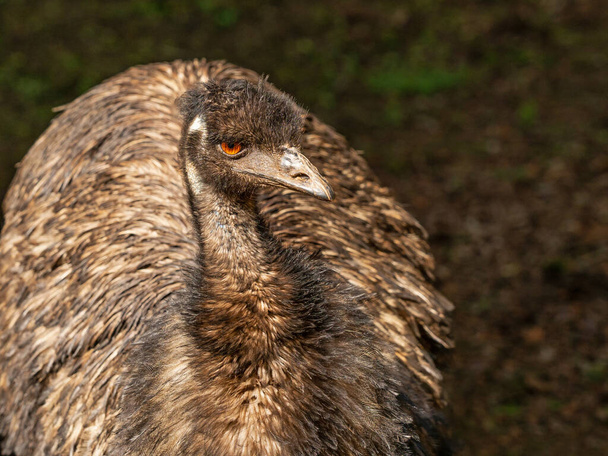 Portret emu (Dromaius novaehollandiae), drugiego co do wielkości żyjącego ptaka po strusiu. Występuje endemicznie w Australii, gdzie jest największym rodzimym ptakiem. - Zdjęcie, obraz